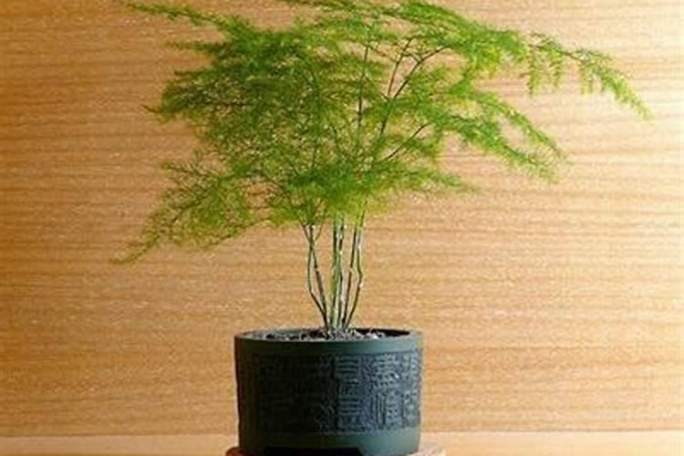 中微量元素肥料有哪些