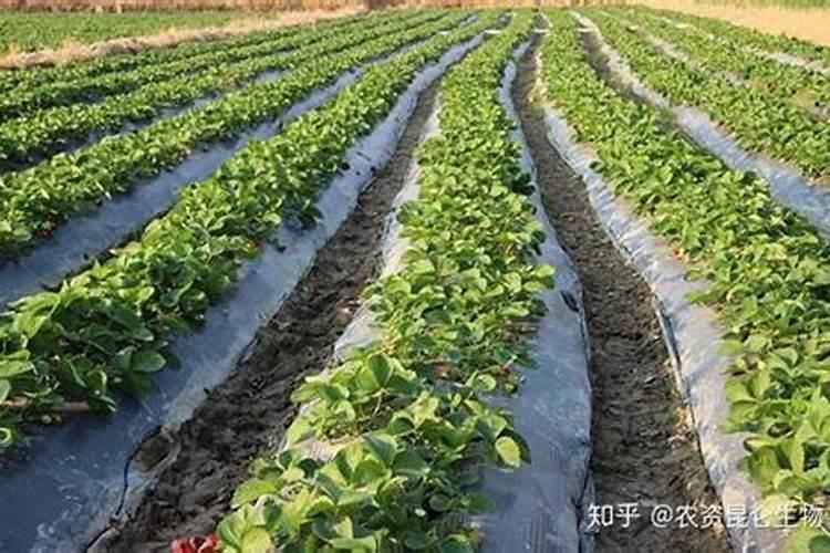 梨树基肥用农家肥加硼肥和锌肥可以吗