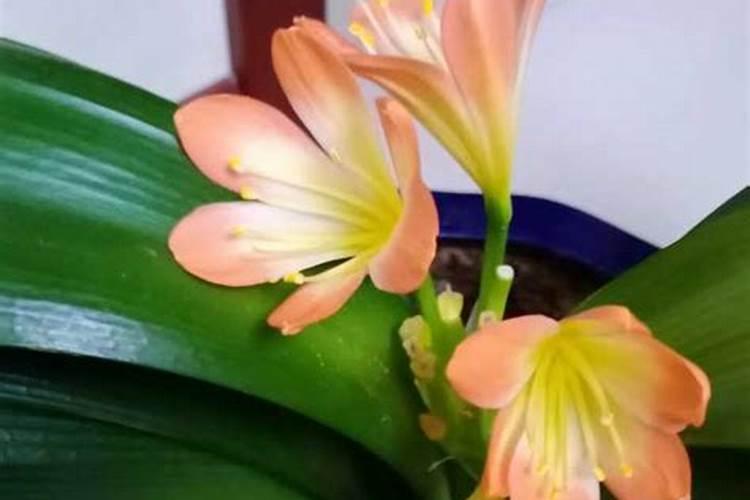 君子兰什么时候开花黄豆煮熟了发孝可以吗
