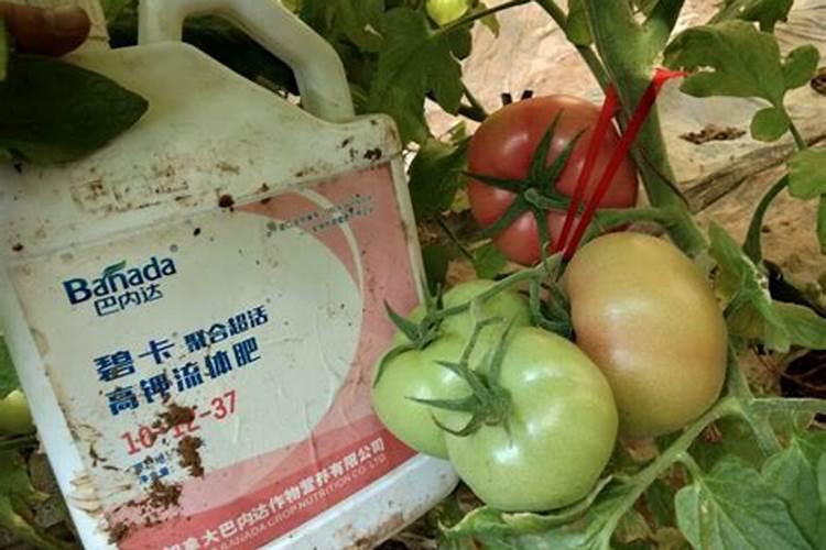 种西红柿用什么底肥？