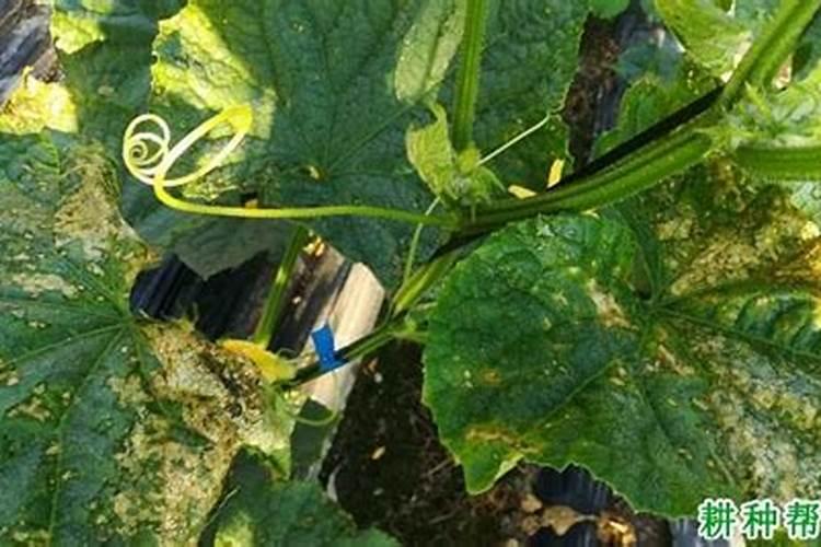 油菜叶面肥什么时间施最好花卉百科