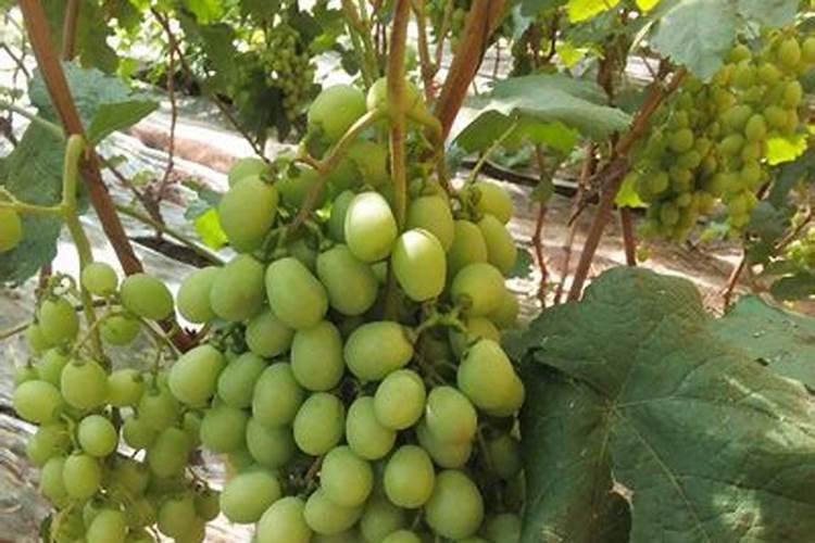 西葫芦露天种植怎么浇水施肥最好