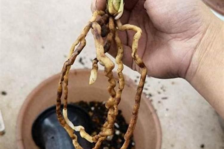 什么肥料对兰花发芽生根开花最好