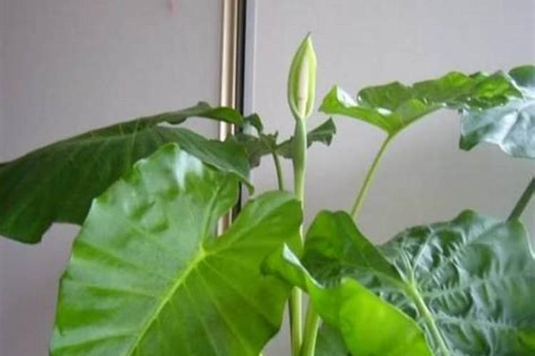 滴水观音浇什么肥料合适
