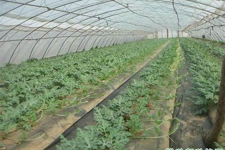 冷棚西瓜是一种高效经济作物,种植冷棚西瓜用什么底肥好？