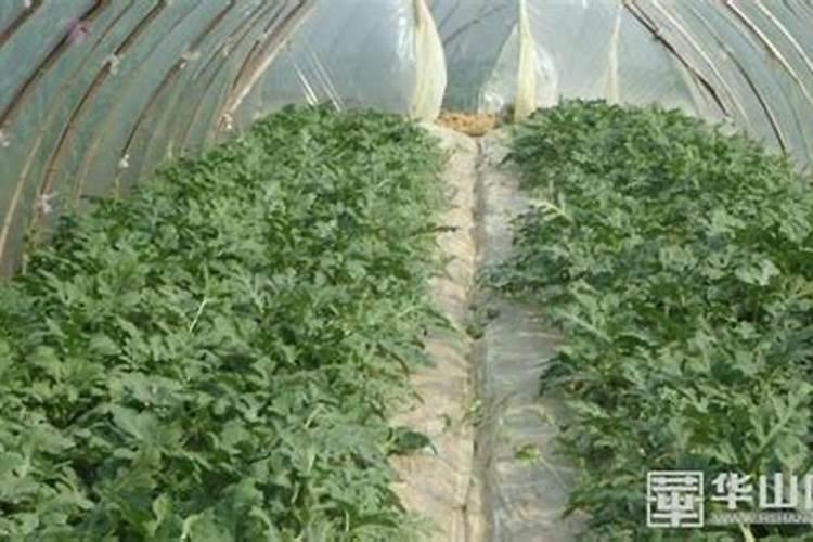 秋茬冷棚西瓜西瓜什么时候冲肥最适合西瓜多大冲肥最好