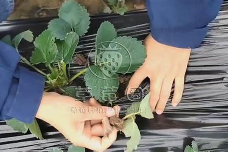 氯化钾性质如何？