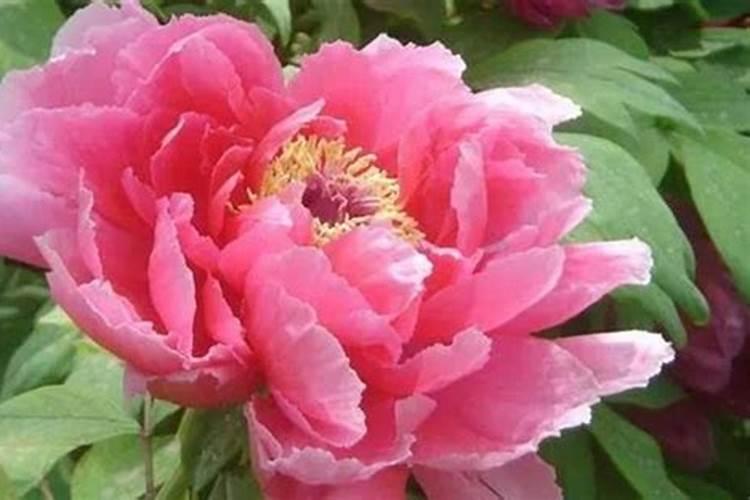 孝油737油菜适宜四川种植吗？