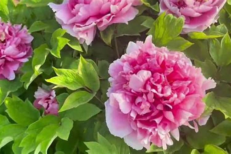 牡丹花春季施什么肥