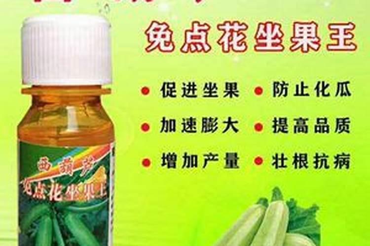 西葫芦怎么管理呢？