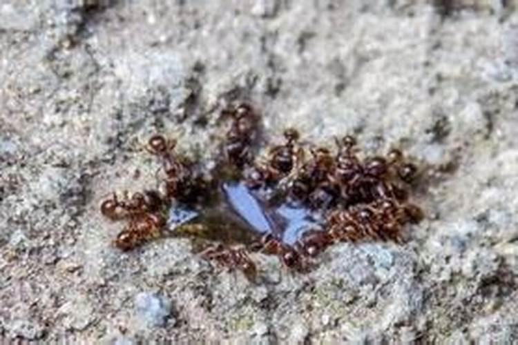 水田淹水期不适用哪种氮肥蚂蚁庄园？
