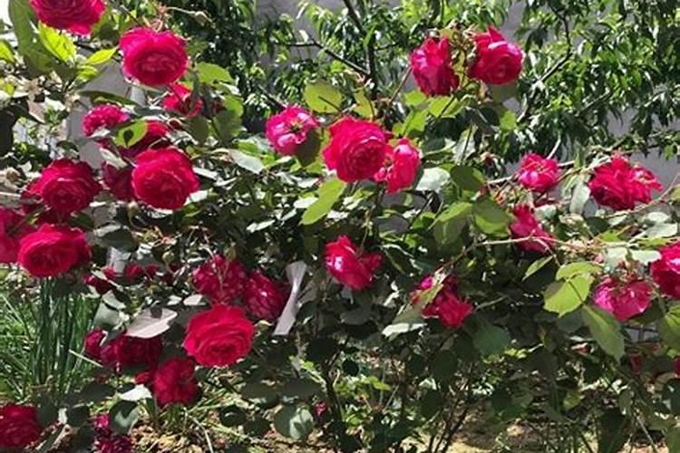 毛芋种植时间和方法毛芋种植时间和方法是什么