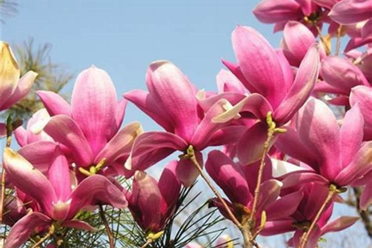 [油菜缺硼的症状、原因及防治对策] 油菜缺硼症状