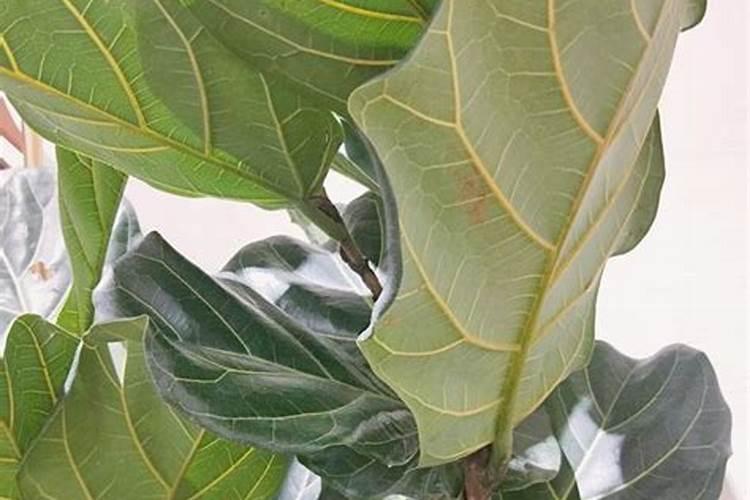 茶花冬天怎么浇水