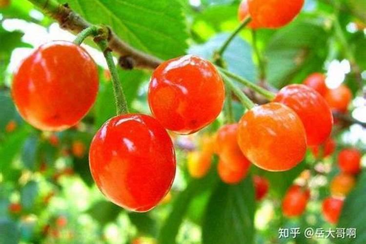 面对西兰花出现黄化米粒的情况该怎么做
