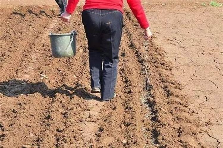 尿素可以和生根液一起淋施吗