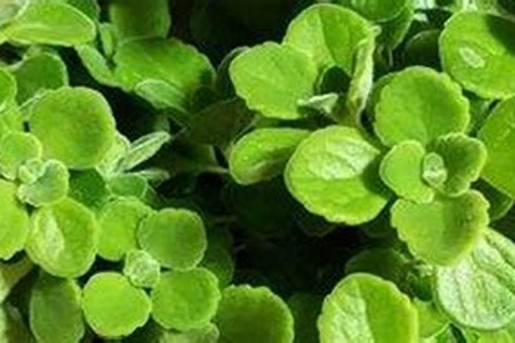 腐植酸是干什么用的？多少钱一吨？