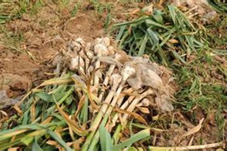 米兰花能用复合肥吗