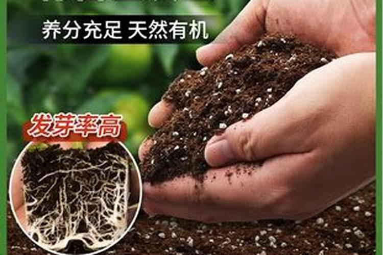 桂花底肥放什么肥好