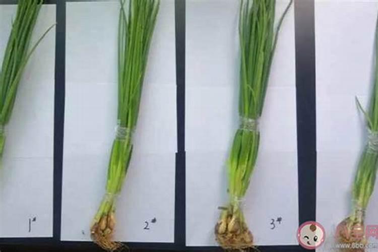 腐美利含腐植酸可以用草莓上吗