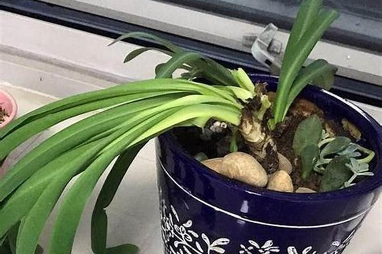 怎么使用草木灰养花 使用草木灰养花的方法