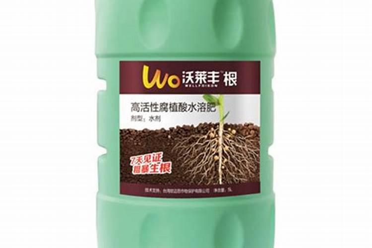 薄荷盆栽冬天怎么养,薄荷如何过冬