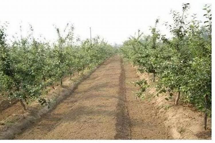 水溶肥怎么使用 水溶肥正确使用方法
