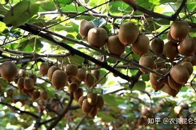 芸苔素的作用和使用方法