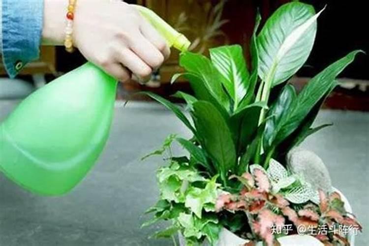 花卉叶面肥多久喷一次比较好 叶面肥打多了有害吗