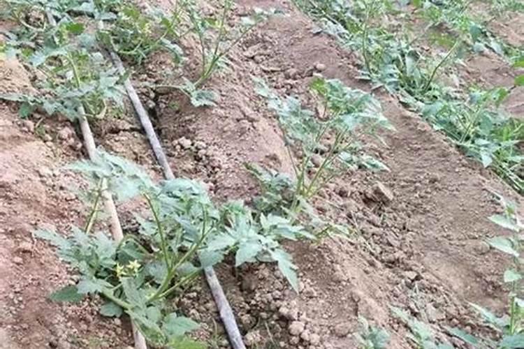 叶菜用什么叶面肥能使茎杆粗壮叶面肥大？