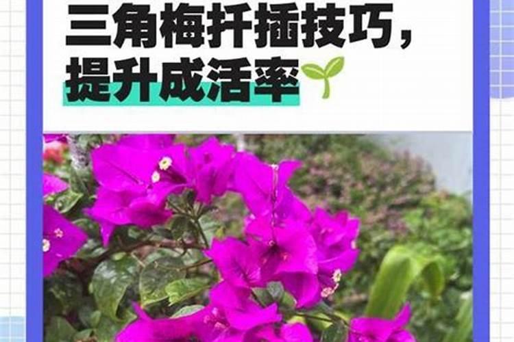 叶菜用什么叶面肥能使茎杆粗壮叶面肥大？