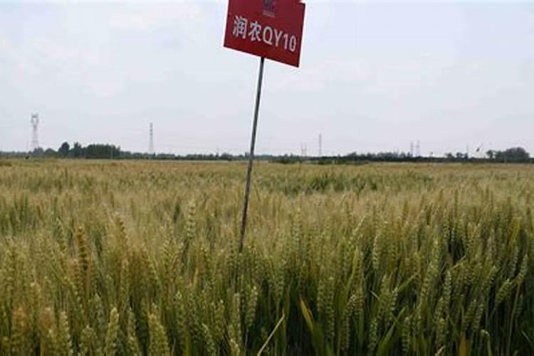 金银花用什么复合肥 金银花采用什么复合肥