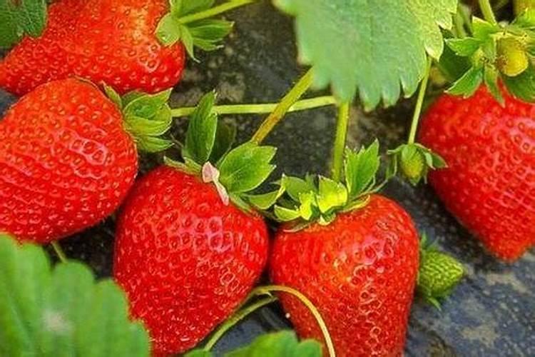 水养玫瑰花时花瓣上可以撒水么？