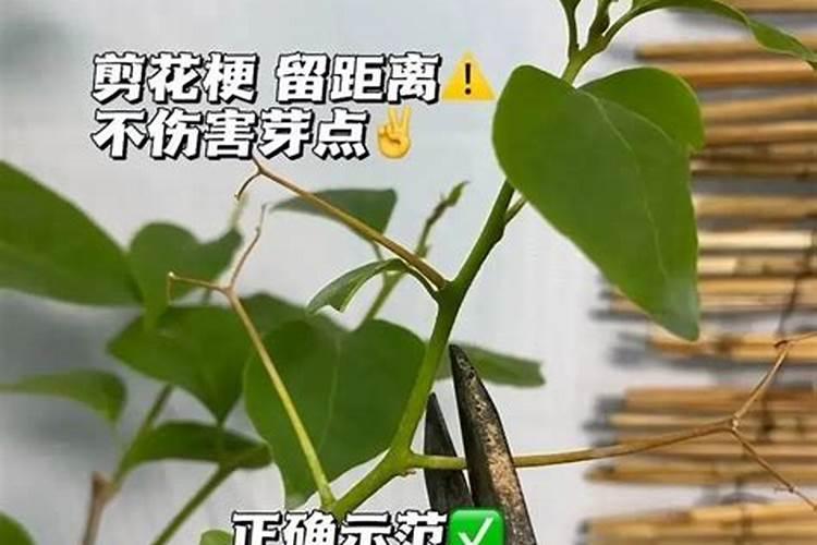 三角梅怎么施肥,三角梅施什么肥好？