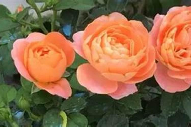 给花卉施肥最好方法(怎么给花花施肥)