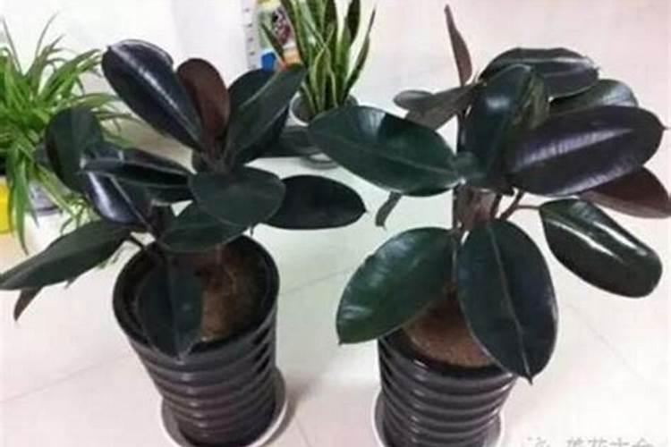 如何使用植物生长调节剂芸苔素内酯？ 为广谱性病毒防治剂吗胍·乙酸...