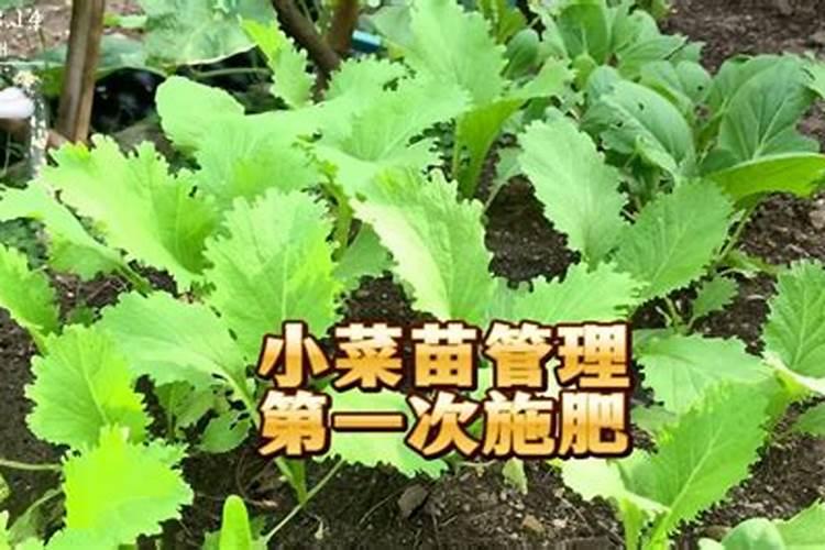 种青菜用什么肥料好