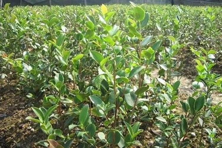 油茶树施什么肥比较好(种植油茶树施什么肥料长得快)