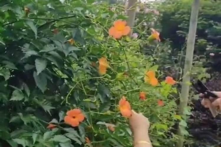 龙眼开花后怎么养 龙眼开花后如何养殖