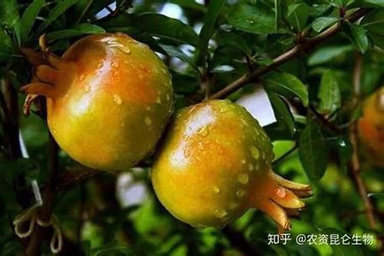黑金刚橡皮树的养殖方法和注意事项是什么？