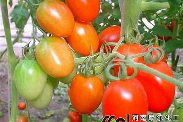 养的荷花水臭了怎么办 养的荷花水臭的解决方法
