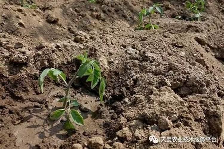 硅对植物生长的作用