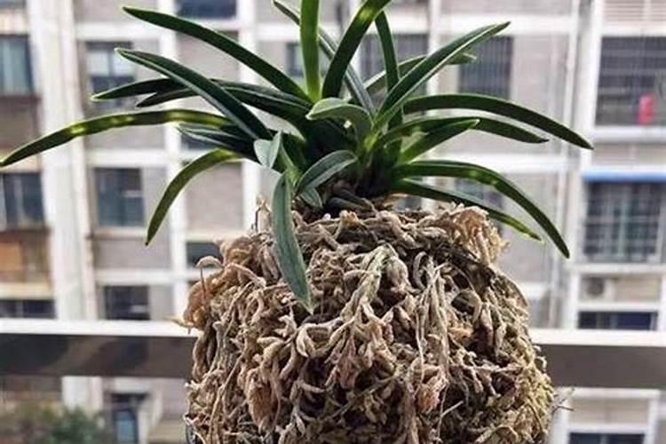 叶片狭长粗造糙有锯齿的野生兰花是什么兰花？