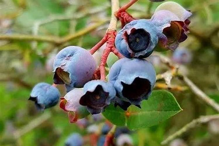 什么肥料属于氮肥、哪几种肥料属于氮肥