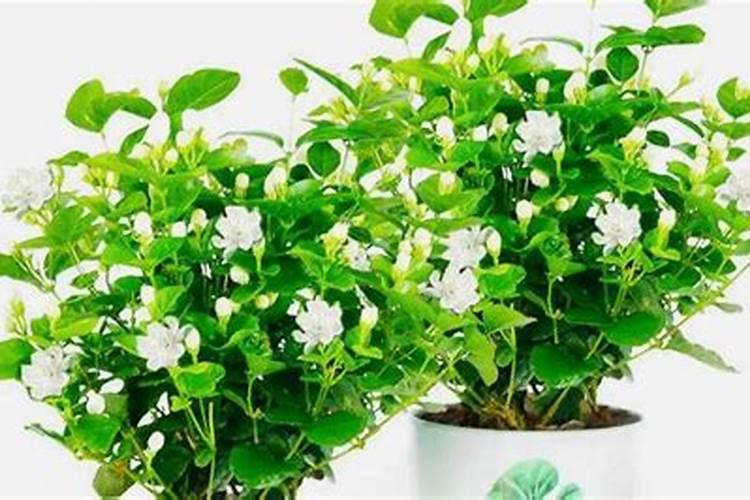 桃树如何使用芸苔素