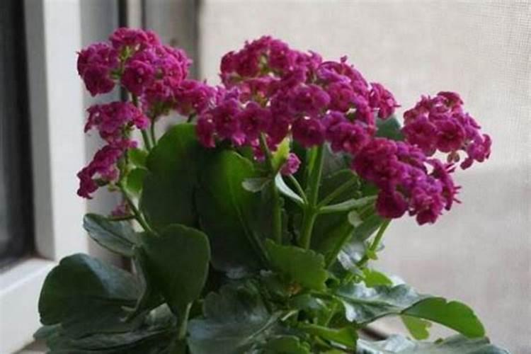 花盆里种植韭菜用尿素还是复合肥