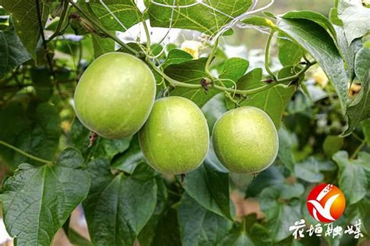 水稻抛秧盘怎样育苗