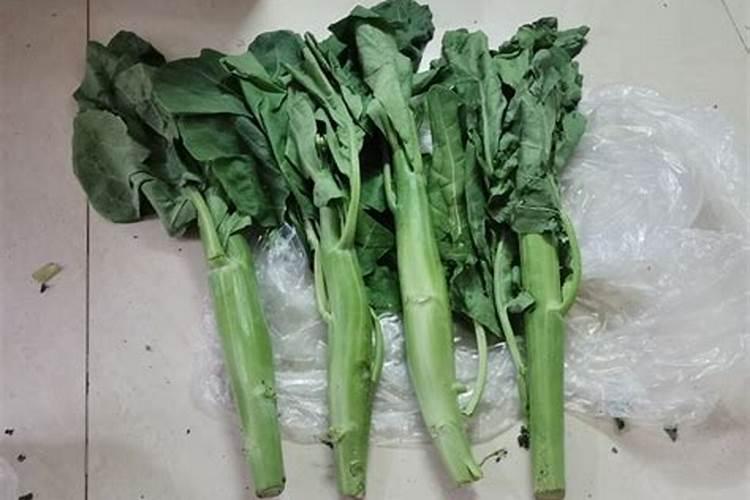你们知道多少蔬菜 趆多赿好,,只要蔬菜