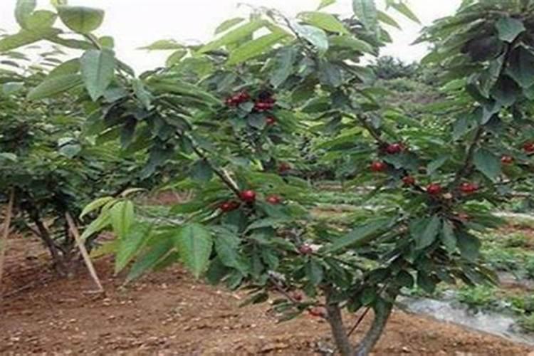 车厘子需要用哪种肥料增甜？什么时间段施肥？