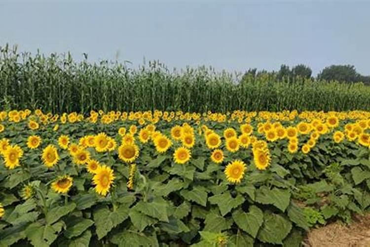 油葵亩产量一般多少斤 分析油葵亩产和收益